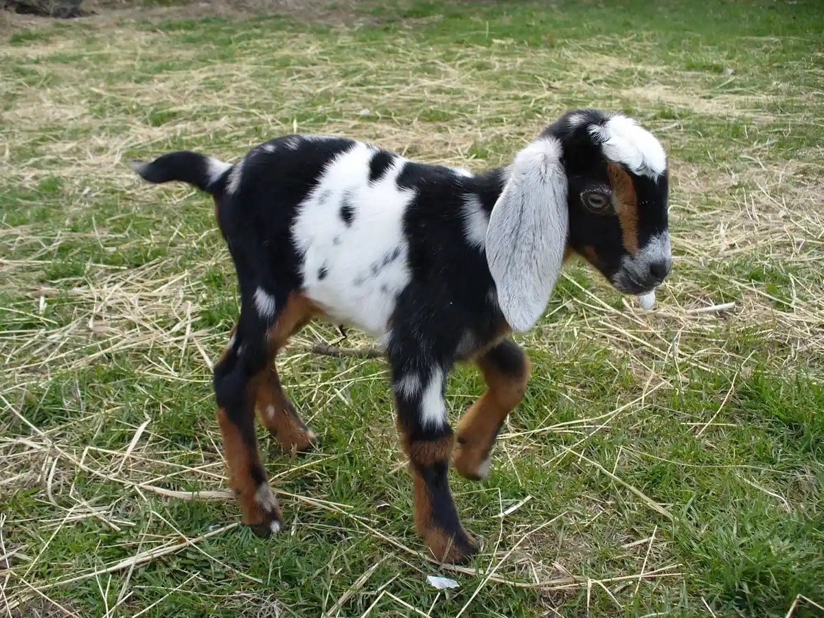 Baby goat by Susan Fluegel
